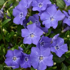 VINCA MINOR BOWLES VINCA MINOR BOWLES
