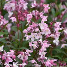 DEUTZIA YUKI KABUKI DEUTZIA YUKI KABUKI
