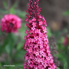 BUDDLEIA DAV PRINCE CHARMING BUDDLEIA DAV PRINCE CHARMING