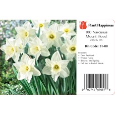 DAFFODIL MOUNT HOOD