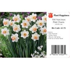 DAFFODIL PINK CHARM