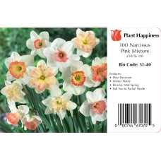 DAFFODIL PINK MIX