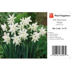 DAFFODIL THALIA