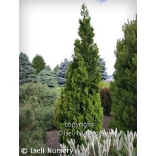 THUJA OCC ZMATLIK THUJA OCC ZMATLIK