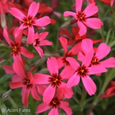 PHLOX SUB SCARLET FLAME PHLOX SUB SCARLET FLAME