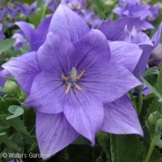 PLATYCODON ASTRA DOUBLE BLUE PLATYCODON ASTRA DOUBLE BLUE