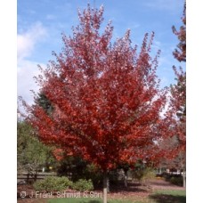 ACER RUB SOMERSET