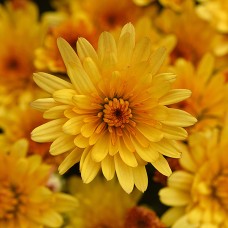 CHRYSANTHEMUM COSMIC SOLAR YEL CHRYSANTHEMUM COSMIC SOLAR YEL