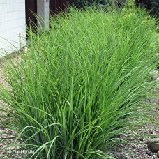 MISCANTHUS SIN OKTOBERFEST MISCANTHUS SIN OKTOBERFEST