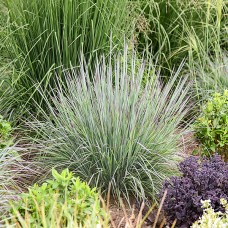 SCHIZACHYRIUM SCO BRUSH STROKE SCHIZACHYRIUM SCO BRUSH STROKE