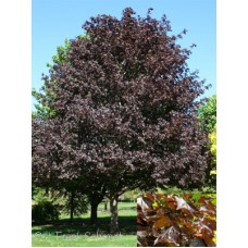 ACER PLA ROYAL RED