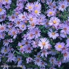 ASTER WOODS LIGHT BLUE ASTER WOODS LIGHT BLUE