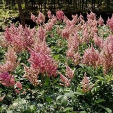 ASTILBE ROS PEACH BLOSSOM ASTILBE ROS PEACH BLOSSOM