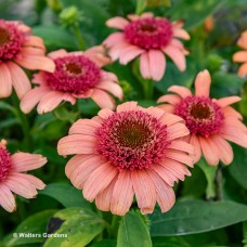 ECHINACEA JUST PEACHY