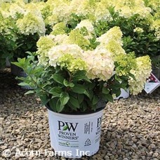 HYDRANGEA PAN LITTLE LIME PNCH HYDRANGEA PAN LITTLE LIME PNCH