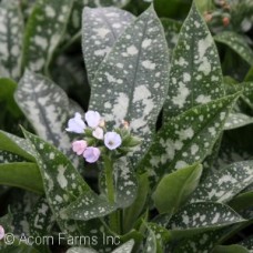 PULMONARIA TWINKLE TOES PULMONARIA TWINKLE TOES