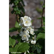 PHILADELPHUS ILLUMINATI SPICE