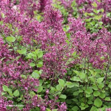 SYRINGA BLOOMERANG BALLET SYRINGA BLOOMERANG BALLET