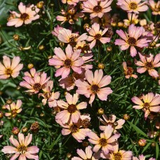 COREOPSIS NOVA SUNSTONE