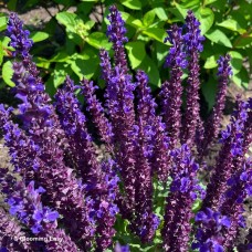 SALVIA PERPETUAL PURPLE SALVIA PERPETUAL PURPLE