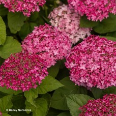 HYDRANGEA ARB DREAMSCAPE HYDRANGEA ARB DREAMSCAPE