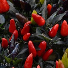 PEPPER MIDNIGHT FIRE PEPPER MIDNIGHT FIRE