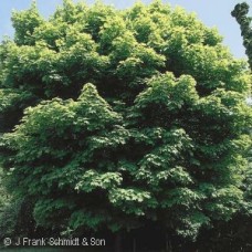 ACER SACCHARUM