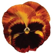 PANSY SOLAR FLARE PANSY SOLAR FLARE