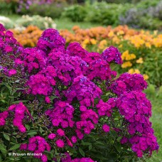PHLOX PAN ULTRAVIOLET PHLOX PAN ULTRAVIOLET