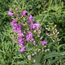 PENSTEMON DARK AMETHYST PENSTEMON DARK AMETHYST