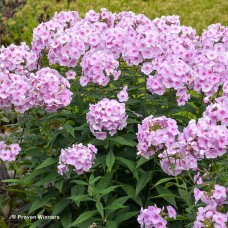 PHLOX PAN OPALESCENCE PHLOX PAN OPALESCENCE