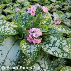 PULMONARIA PRETTY IN PINK PULMONARIA PRETTY IN PINK