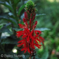 LOBELIA CARDINALIS LOBELIA CARDINALIS