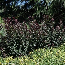 PHYSOCARPUS OPU DARKSTAR PHYSOCARPUS OPU DARKSTAR