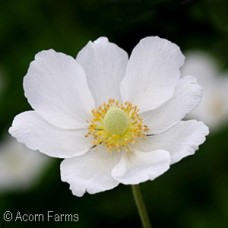 ANEMONE HYB SYLVESTRIS ANEMONE HYB SYLVESTRIS