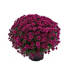 CHRYSANTHEMUM MORGANA PURPLE CHRYSANTHEMUM MORGANA PURPLE