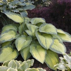 HOSTA PAULS GLORY HOSTA PAULS GLORY