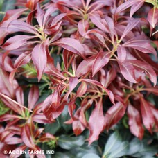 PIERIS JAP KATSURA PIERIS JAP KATSURA