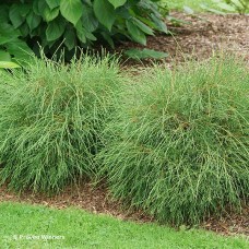THUJA OCC WHIP IT GOOD THUJA OCC WHIP IT GOOD