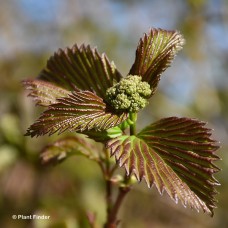 VIBURNUM JUDDI SELECT VIBURNUM JUDDI SELECT