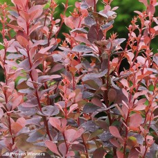 BERBERIS THU PLUM PILLAR BERBERIS THU PLUM PILLAR