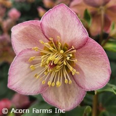 HELLEBORUS ICE N ROSES E ROSE HELLEBORUS ICE N ROSES E ROSE