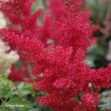 ASTILBE JAP MONTGOMERY