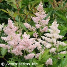 ASTILBE YOUNIQUE SILVERY PINK ASTILBE YOUNIQUE SILVERY PINK