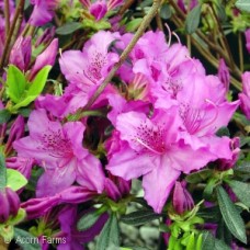 AZALEA GABLE KAREN AZALEA GABLE KAREN