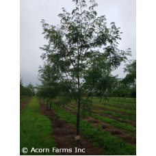 GLEDITSIA TRI NORTHERN ACCLAIM GLEDITSIA TRI NORTHERN ACCLAIM