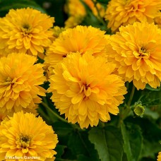 HELIOPSIS HEL RAYS FOR DAYS