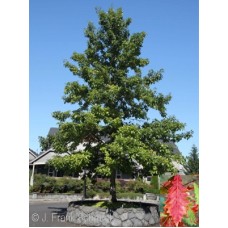QUERCUS BICOLOR QUERCUS BICOLOR