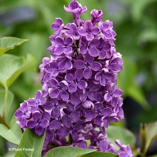 SYRINGA HYA POCAHONTAS SYRINGA HYA POCAHONTAS