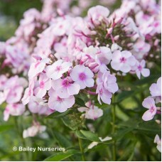 PHLOX PAN COTTON CANDY PHLOX PAN COTTON CANDY